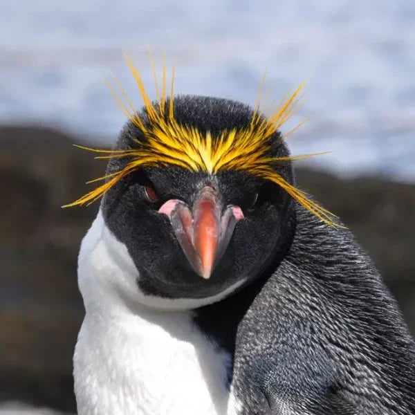 Macaroni Penguin