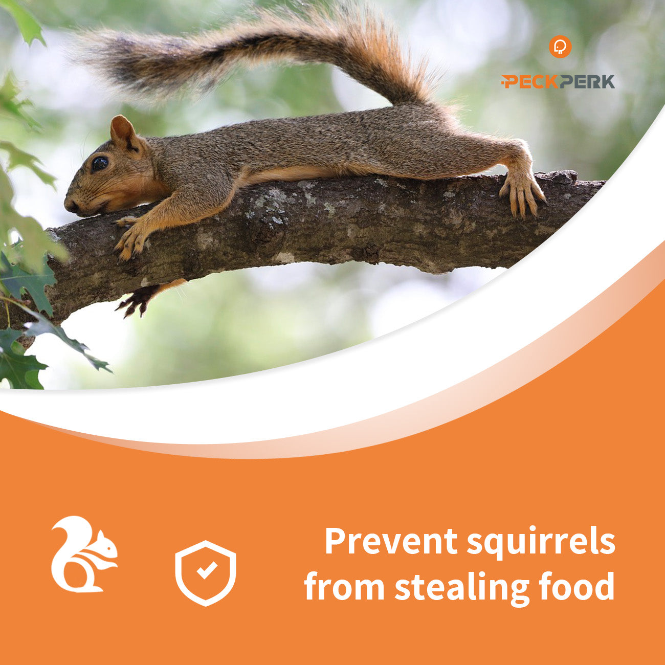 PeckPerk: The Best Squirrel Proof Smart Bird Feeder