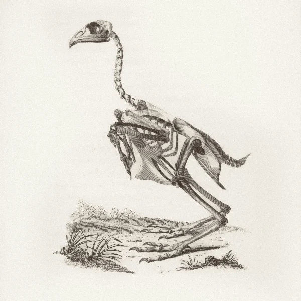 Skeleton of Turkey