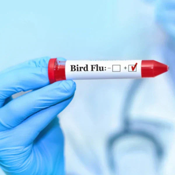 Bird Flu Complete Guide: Symptoms, Prevention, and Latest Updates