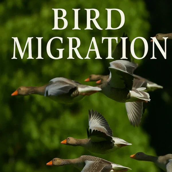 A flock of greylag geese flying in formation during bird migration against a green forest background