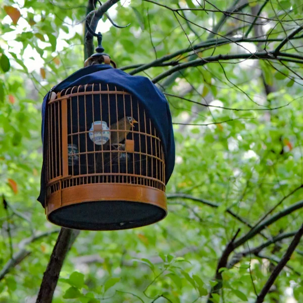 A small songbird sits inside a traditional wooden birdcage hanging from a tree branch in a lush green park, symbolizing confinement in nature.