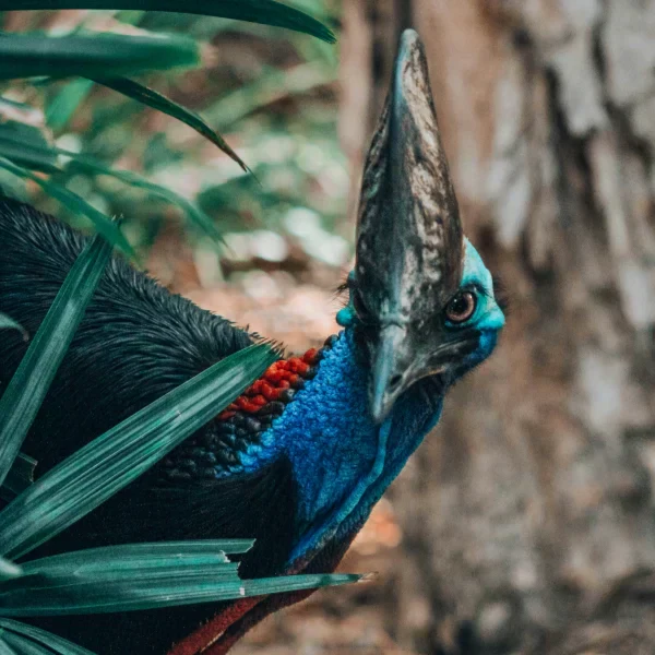 A detailed green and blue cassowary bird figurine with intricate feather texture and a blurred background.Photo by Gilles Rolland-Monnet on Unsplash