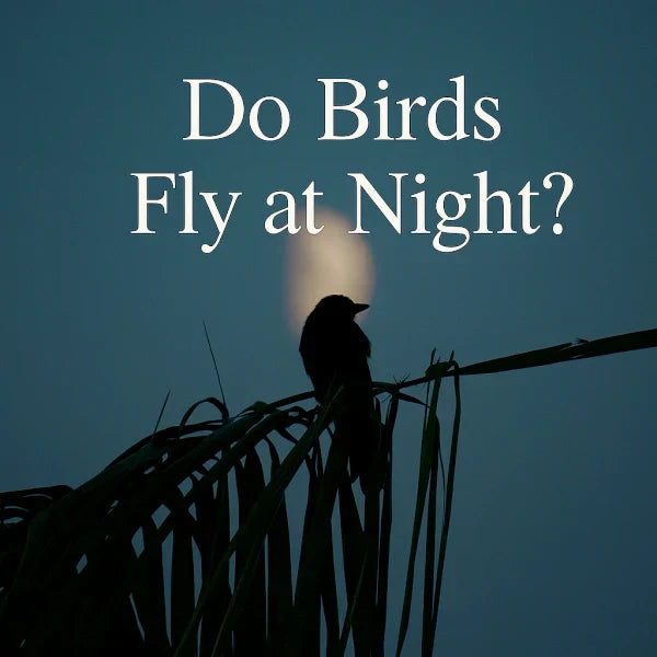 A silhouetted bird perched on palm leaves at night with the moon glowing behind, accompanied by the text “Do Birds Fly at Night?”.
