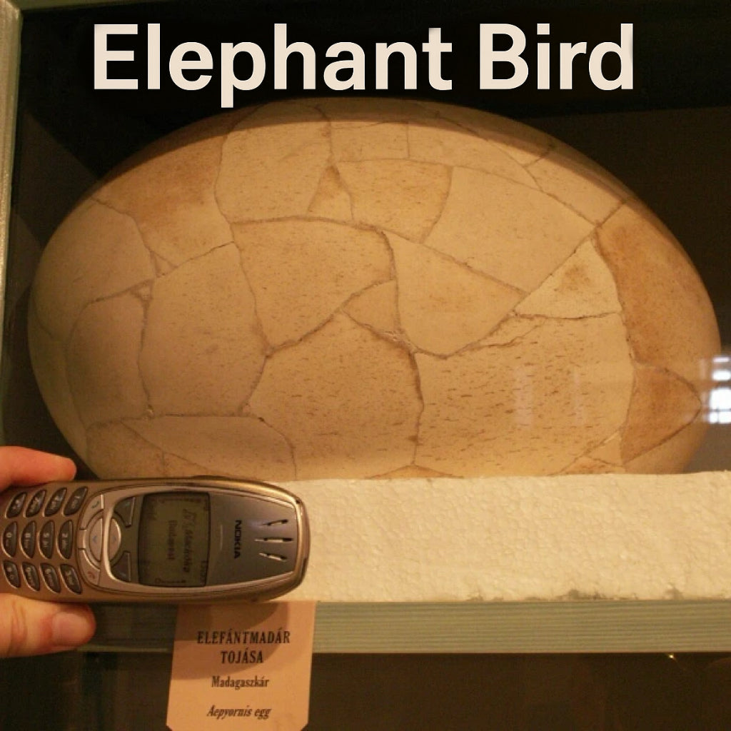 Reconstructed elephant bird egg fossil from Madagascar on museum display with a mobile phone for scale