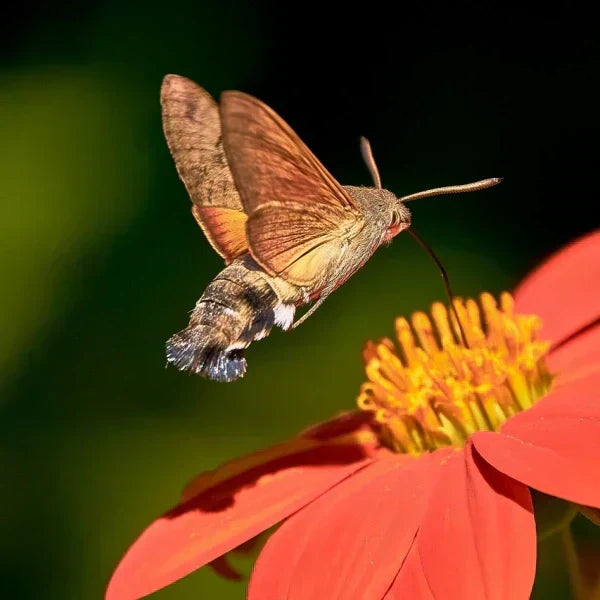 Hummingbird Hawk-Moth Hovering Over Red Flower, Showing Long Proboscis and Wings - Close-Up Insect Photography