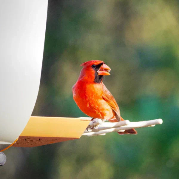 Bright red cardinal bird perched on a bird feeder, eating seeds with a blurred green nature background