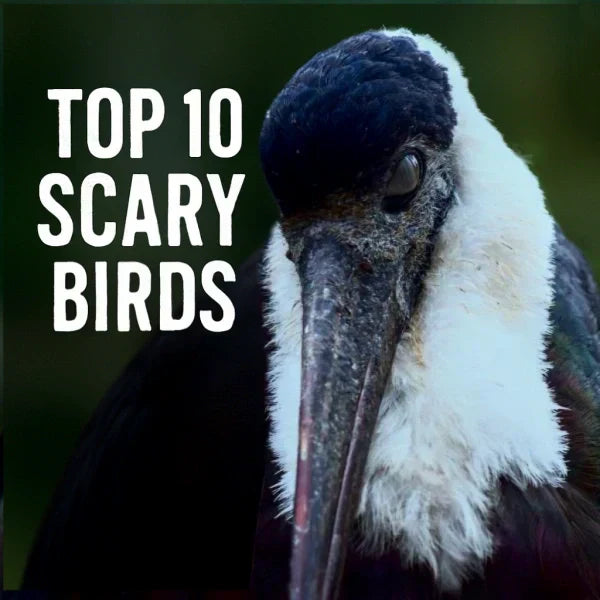 Close-up of a scary bird with dark feathers and an eerie gaze, symbolizing the Top 10 Scary Birds
