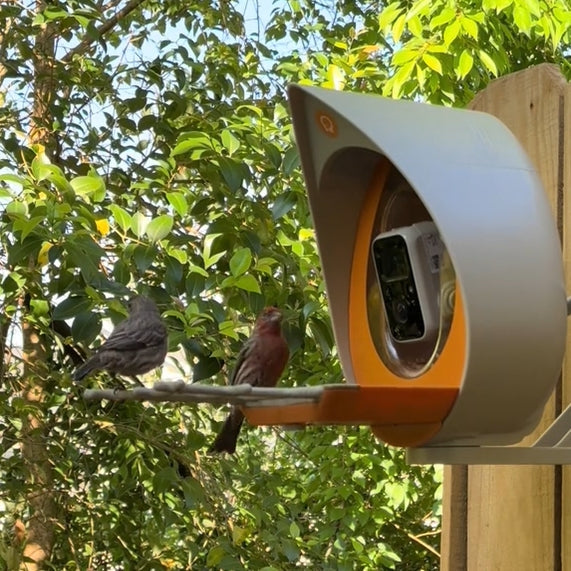 How to Enjoy Bird Watching Safely: Protecting Our Feathered Friends from Diseases