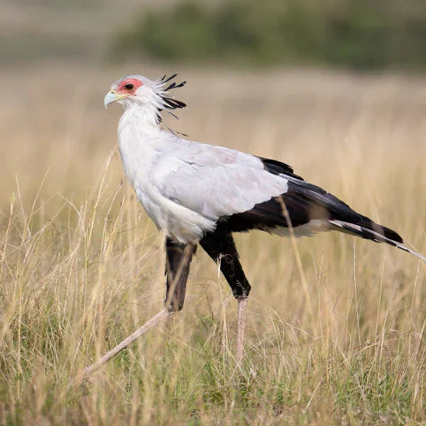 A secretary bird with long legs, grey body, black flight feathers, and distinctive crest feathers walking through the tall grass of the African savanna.