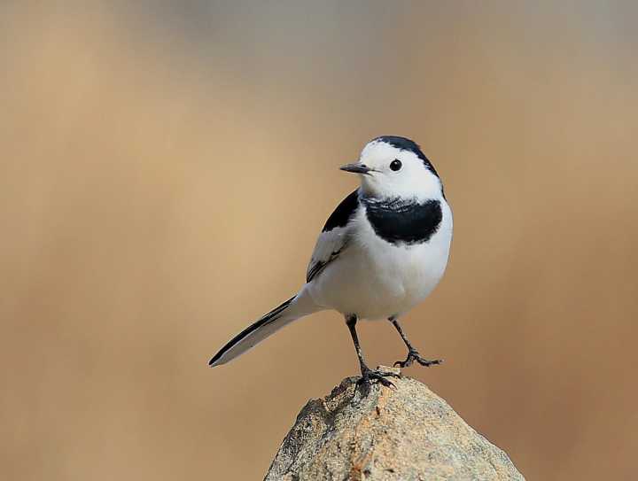 White-faced care, keep skin beauty!