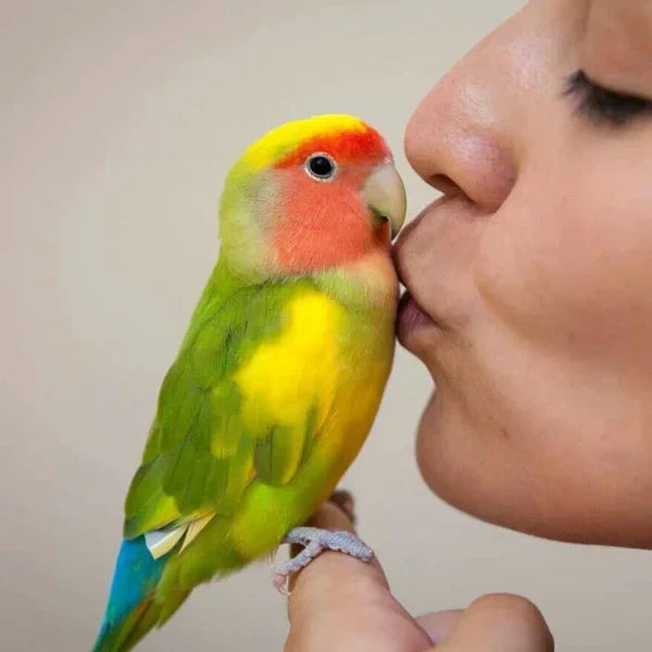 A woman gently kissing a colorful lovebird parrot perched on her finger, showcasing a moment of affection between human and pet.