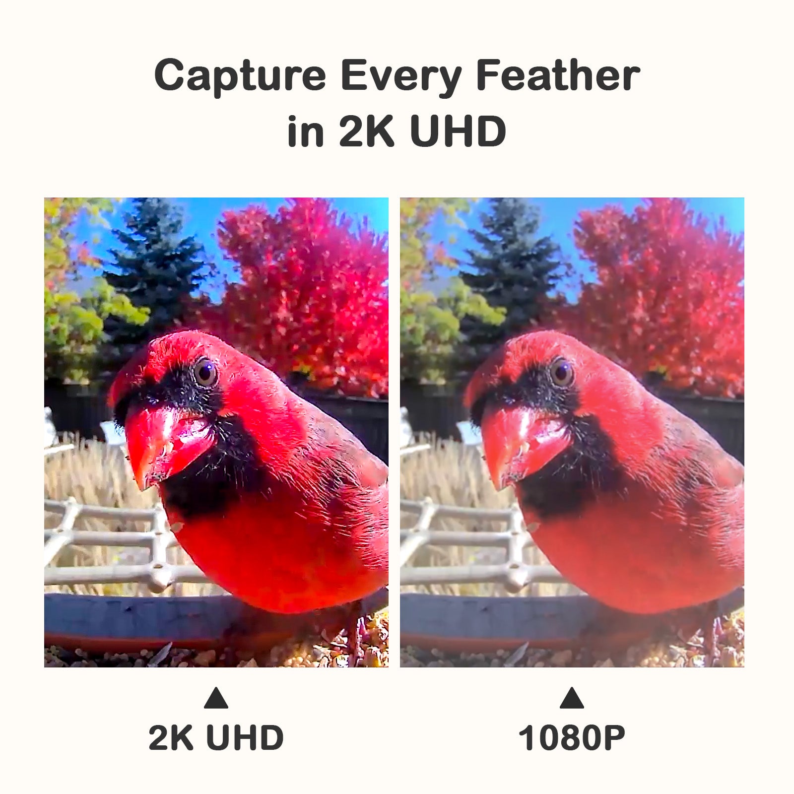 PeckPerk Smart Bird Feeder Mini