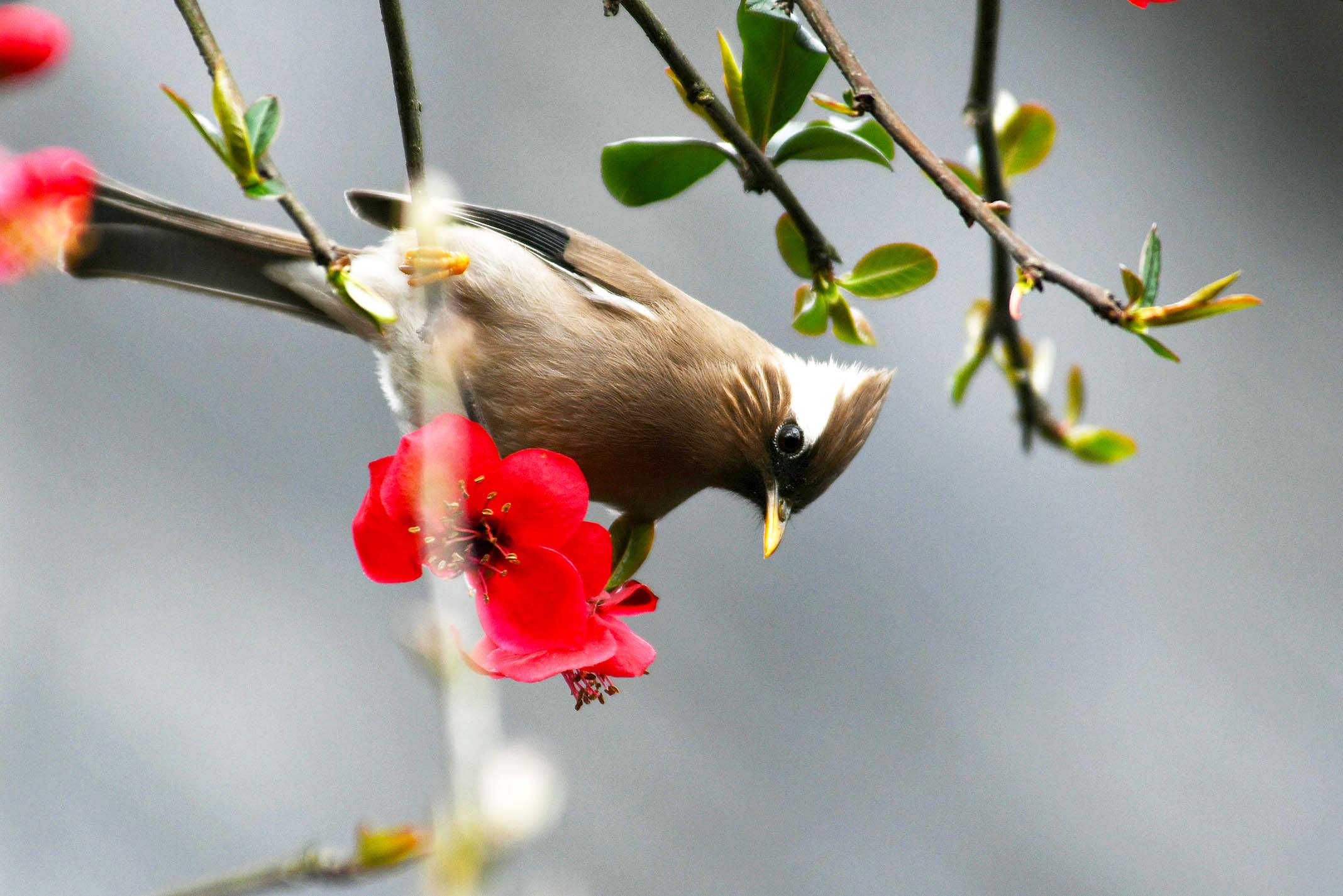 Chestnut-fronted Babbler’s favorite food recommendations!