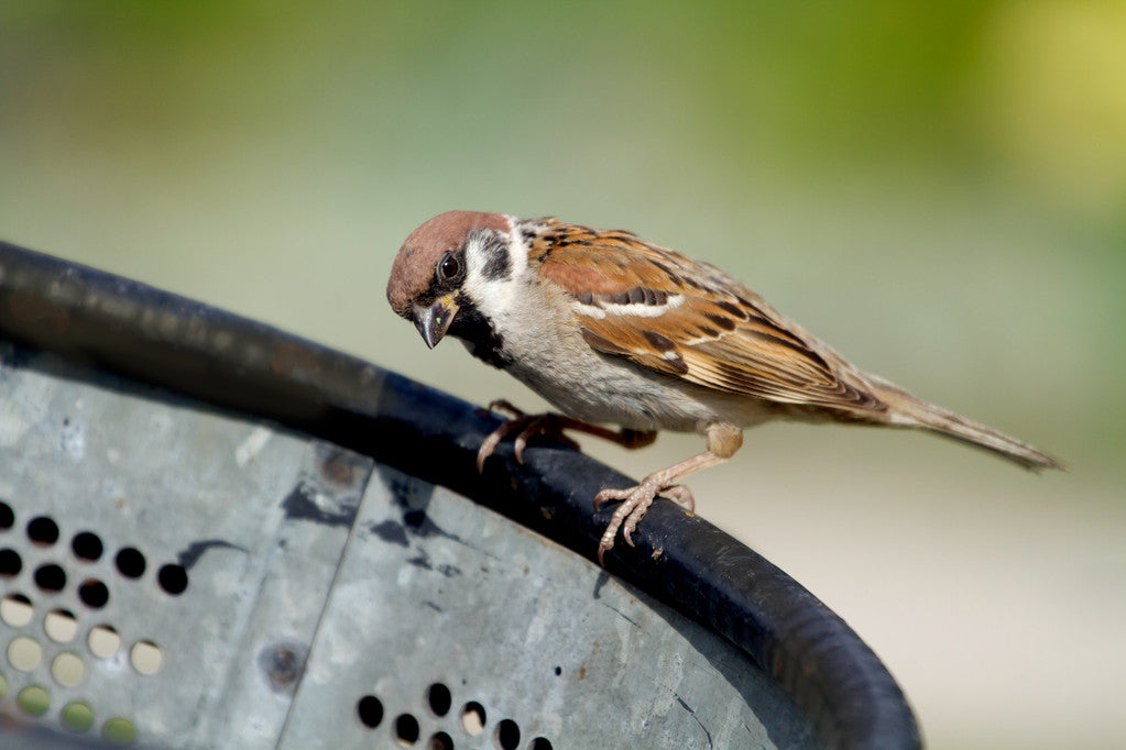 What food do sparrow fledglings eat?