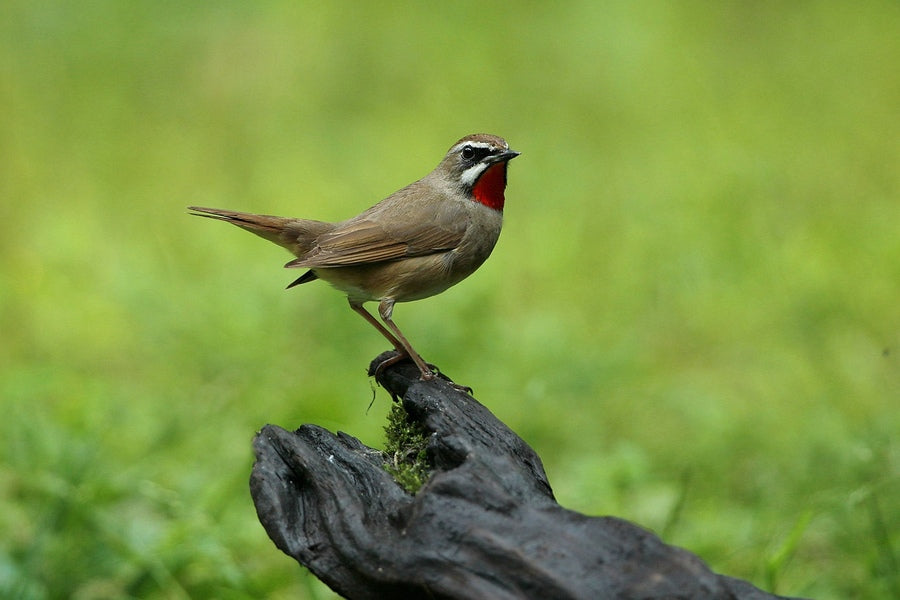 Raise a red-throated songbird to accompany you to the loneliness of nature