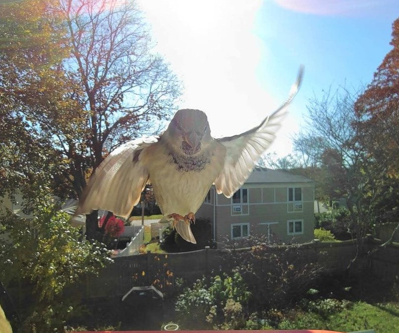 flying birds picture captured by PeckPerk Smart Bird Feeder