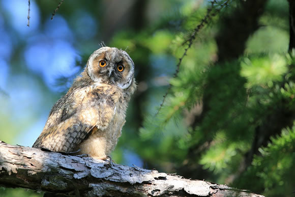 Long-eared Owl Sub-adult High-resolution Photography