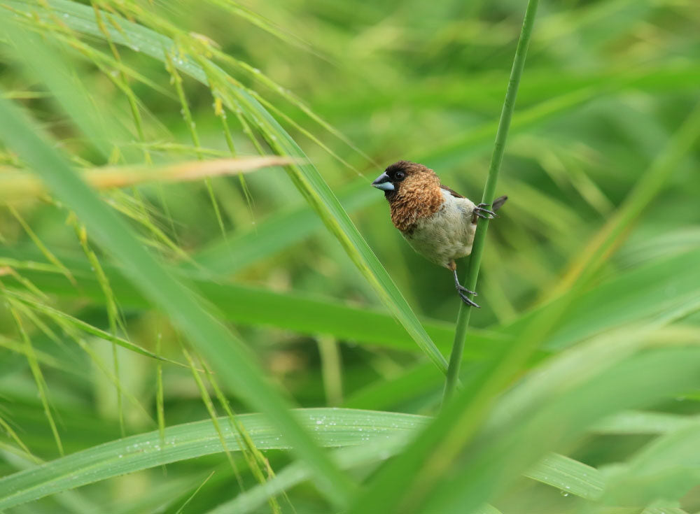 Beautiful high-resolution photography of a white-shouldered Munia perched on a branch and surveying the view