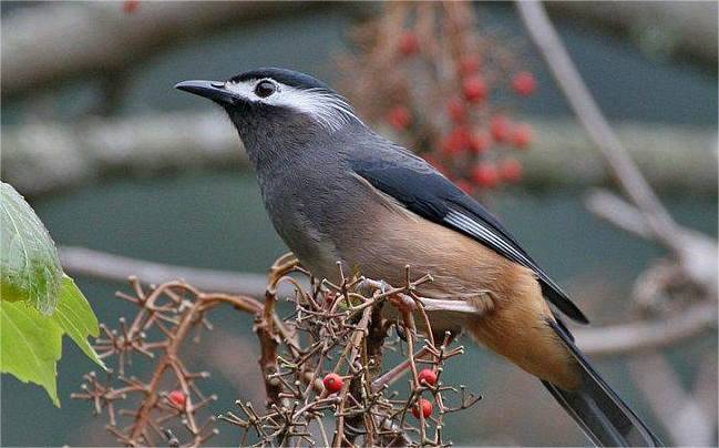 White-eared Mesia Delivery: Fearless of Coldness