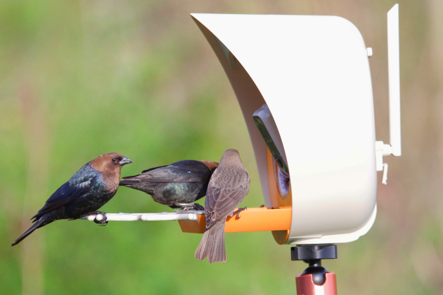 Climate Change and North American Birds: How PeckPerk Smart Bird Feeder Can Help