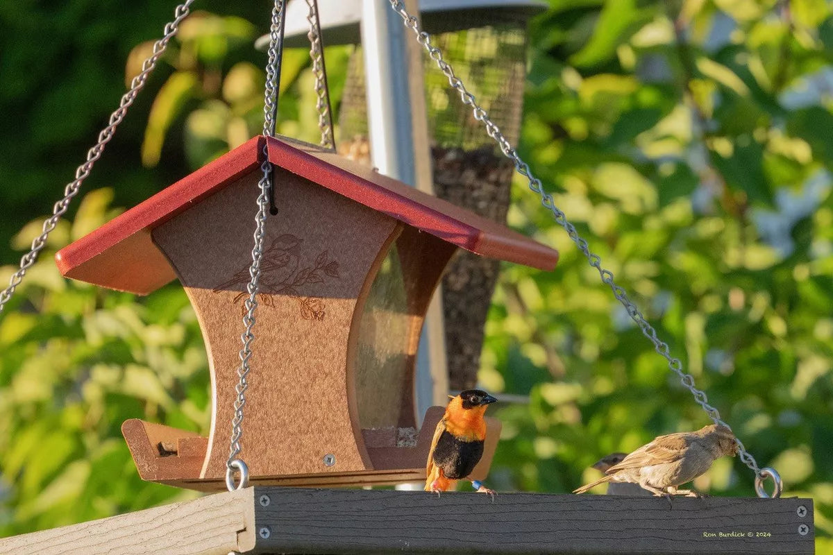 The Mystery Bird of Spokane A Birdwatcher's Delight