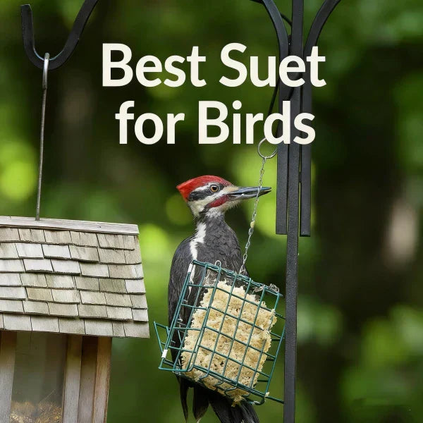 showing a pileated woodpecker feeding on suet from a cage feeder in a natural backyard setting