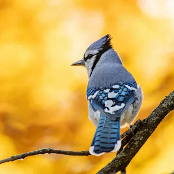 Blue jay perched on a tree branch, symbolizing truth, clarity, and spiritual awareness