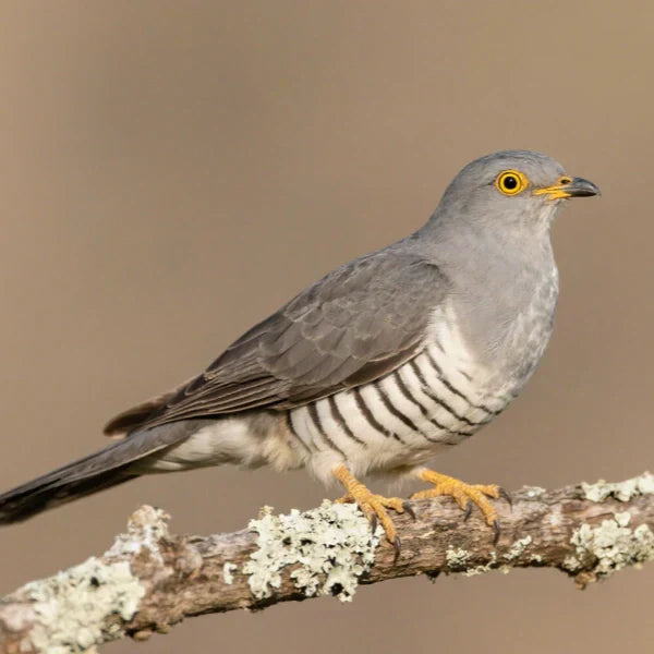 Grey - feathered Cuckoo Bird Perched on a Lichen - Covered Branch, Showcasing Its Distinctive Plumage
