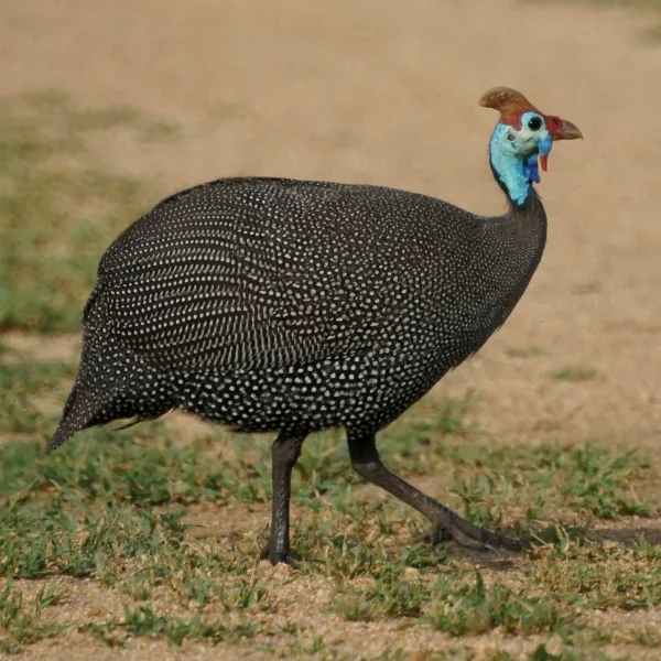 Guinea Fowl: Nature's Feathered Alarm and Best Farm Helpers