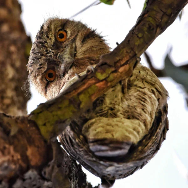 Close-up of a lizard resting on a tree branch in natural habitat, photographed by Geoffrey Moore on Unsplash