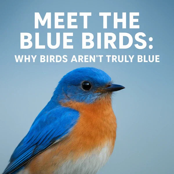 Close-up of a vibrant blue and orange bird explaining the science behind blue plumage in birds