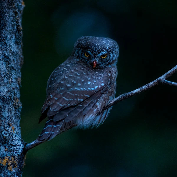 A northern boreal owl perched on a branch in a dark forest, with its distinctive spotted feathers and bright yellow eyes clearly visible.