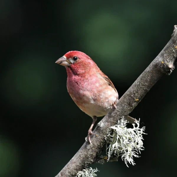 Purple Finch perched on a tree branch with natural background, illustrating the vibrant red and pink hues of its feathers