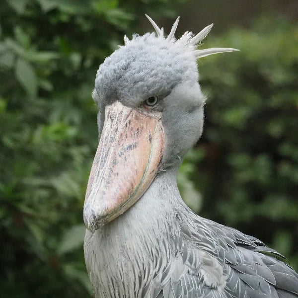 shoebill stork