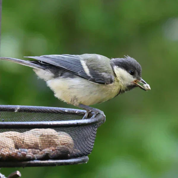 Small bird eating seeds from a backyard bird feeder on a sunny day