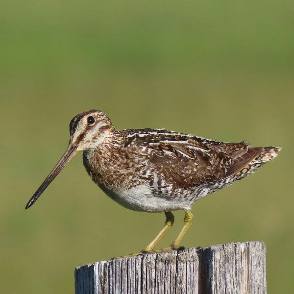Snipe Birds: The Elusive Wetland Wanderers of the World