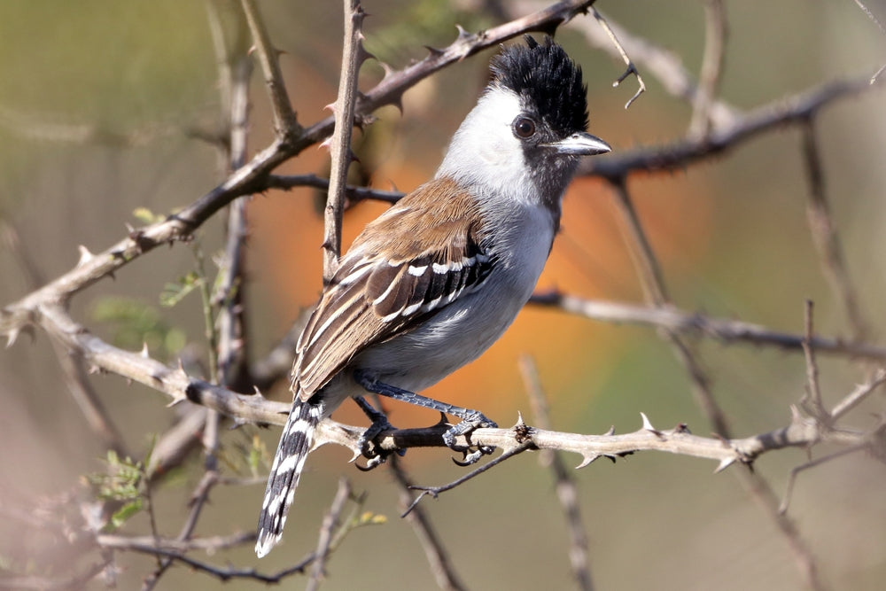 Unveiling New Bird Species in Brazil's Caatinga: A Conservation Milestone