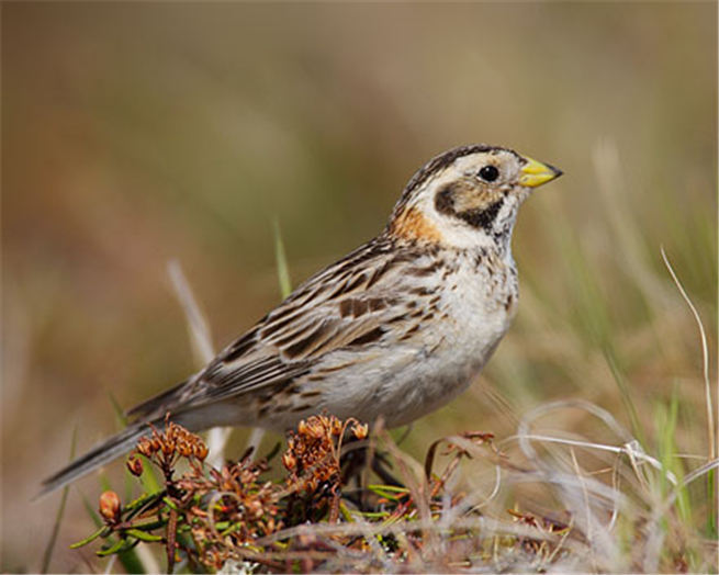 Picture and text introduction of Iron-clawed Bunting