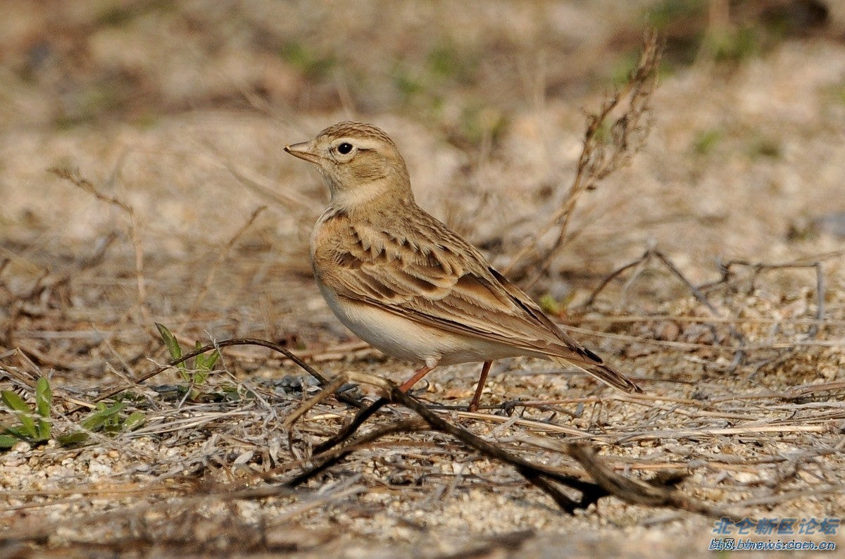 White-winged Lark，the best pet choice!