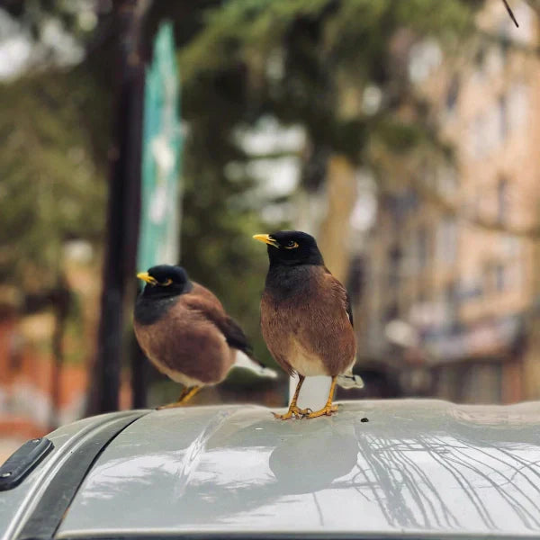 Two Common Mynah birds perched on a car roof against a blurred urban background with trees and buildings