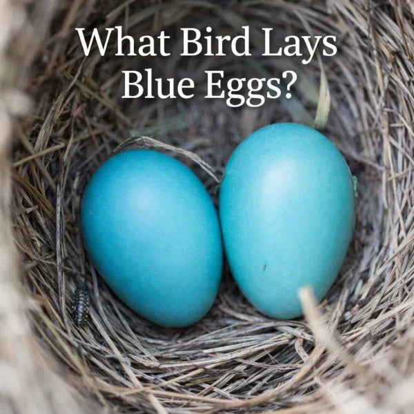 Close-up of two vivid blue eggs in a bird’s nest, highlighting species known for laying blue eggs.